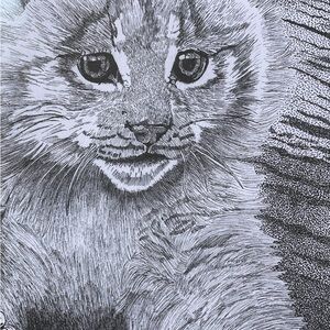 🌹VINTAGE Signed DON BLACKWELL ARTIST pen & ink print Bobcat & baby